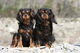 CAVALIER KING CHARLES 216